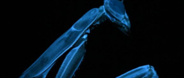 Event-Image for 'Bugbusters &ndash; Hollywoods heimliche Stars'