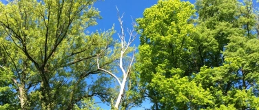 Event-Image for 'Laub- und Nadel-Geschichten - ein Baumspaziergang'