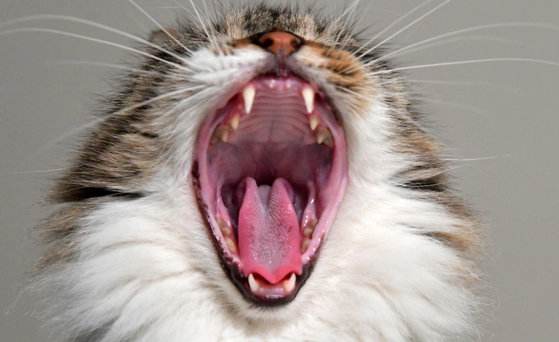 Event-Image for 'Gwunderstunde: Zähne'