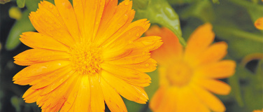 Event-Image for 'Aromamischungen & Tees in der Schwangerschaft'