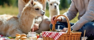 Event-Image for 'Picknick inmitten Alpakas'
