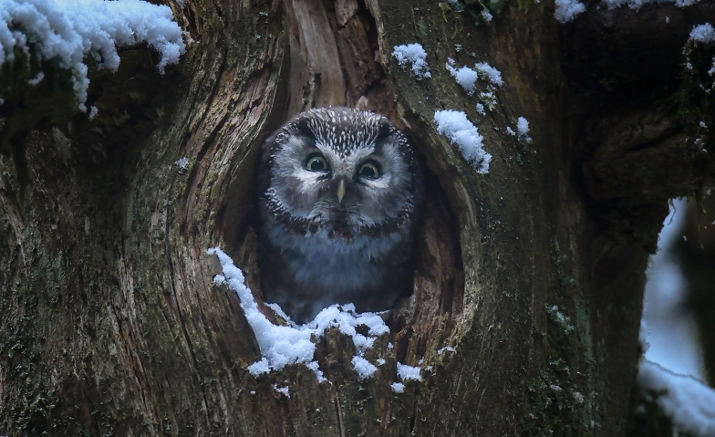 Le Chant des for&ecirc;ts Tickets