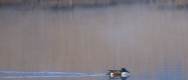 Event-Image for 'Fotokurs / Fotoworkshop "Abends im Naturschutzgebiet"'