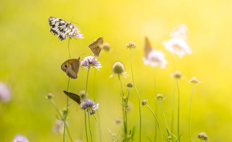 Naturfotografie f&uuml;r Kinder von 7 bis 13 Tickets