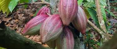 Event-Image for 'Das andere Schoko-Seminar'