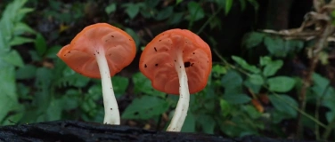 Event-Image for 'Von wilden Parasiten und Insektenfreunden'