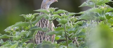 Event-Image for 'Vortrag: Der Wachtelk&ouml;nig - der K&ouml;nig der Wiesen'