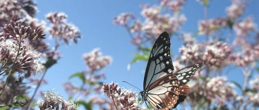 Event-Image for 'Insekten - Die Meister der Anpassung'