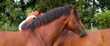 Event-Image for 'Le Haras national et la clinique &eacute;quine d'Avenches'
