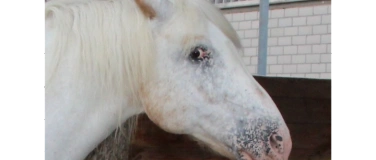 Event-Image for 'Pferdeschnuppern'