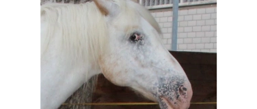 Event-Image for 'PFERDESCHNUPPERN'