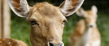 Event-Image for '26. Breitenauer Damwildtag'