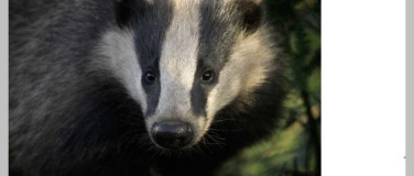 Event-Image for 'Das geheimnisvolle Leben der Dachse'