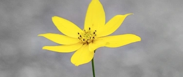 Event-Image for 'Raus aus Stress & Erschöpfung - Basiskurs Resilienz Stärkung'