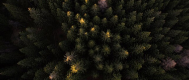 Event-Image for 'Der Schweizer Wald im Klimawandel'