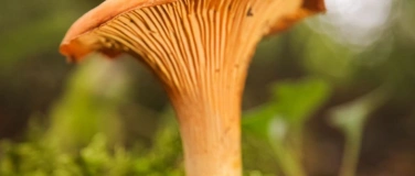 Event-Image for 'Pilze f&uuml;r Einsteiger - Weiterbildung'