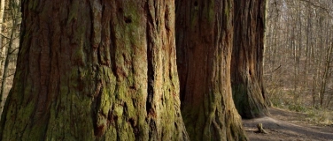 Event-Image for 'Dischinger Burgen'