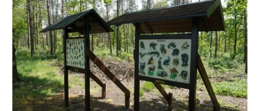 Event-Image for 'Wanderung mit naturp&auml;dagogischem Hintergrund im Karswald'