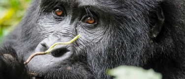 Event-Image for 'Rendez-vous mit der Welt: Traumreisen (Uganda & Neuseeland)'