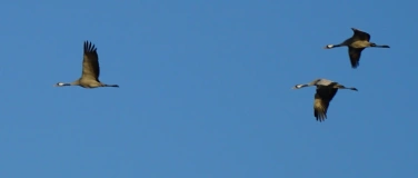 Event-Image for 'Vogel- und Naturbeobachtung als Entspannungspraxis'