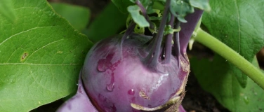 Event-Image for 'Alte Obst- und Gem&uuml;sesorten:  Sch&auml;tze f&uuml;r den Hausgarten'