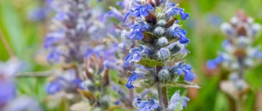 Event-Image for 'Wildkr&auml;uter-Erlebnis'