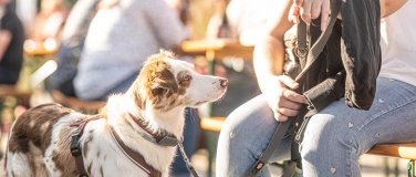 Event-Image for 'ALT - Großes Sommerfest mit Hund & Herz'