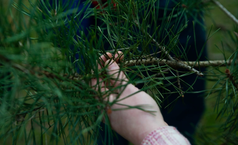 Event-Image for 'Naturführung Nadelbäume'
