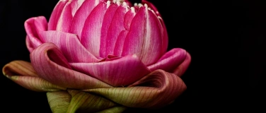 Event-Image for 'Mini Day Retreat - Blooming from the Heart'