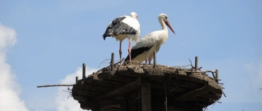 Event-Image for 'Hallo, ich bin der Storch, komm und schau wie ich lebe.'