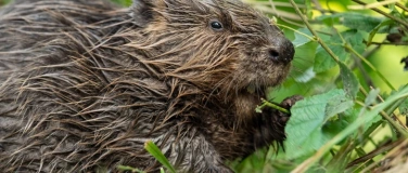 Event-Image for 'Der Biber - Herausforderung oder Chance?'