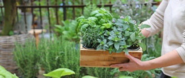 Event-Image for 'Kr&auml;uterwoche'