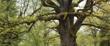 Event-Image for 'Fr&uuml;hlings-Kr&auml;uterwanderung zum Eichenhain bei Bubendorf (BL)'