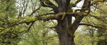 Event-Image for 'Fr&uuml;hlingswanderung zum Eichenhain bei Bubendorf'