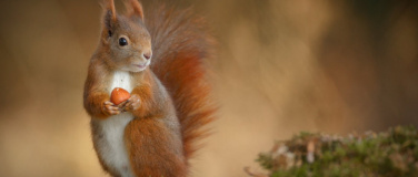 Event-Image for 'Eichhörnchen'