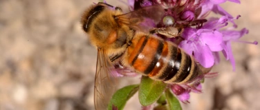 Event-Image for 'Ein Garten für Bienen'