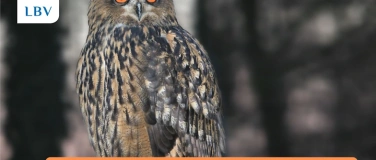 Event-Image for 'LBV Jahreshauptversammlung mit Vortrag: Der Uhu'
