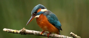 Event-Image for 'Wildv&ouml;gel am Rhein'