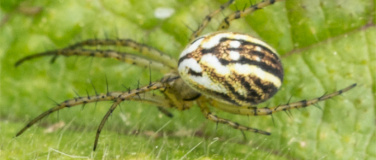 Event-Image for 'Spinne des Jahres 2026: Die Streifenkreuzspinne'