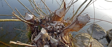 Event-Image for 'Unterwegs im Biberrevier'