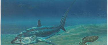 Event-Image for 'Feierabendh&auml;ppchen - Als bei uns im Meer Haie und Rochen sch'