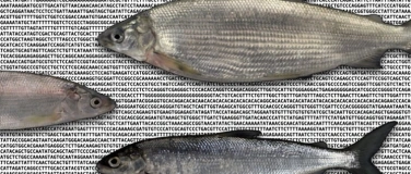 Event-Image for 'Schweizer Felchenvielfalt - was uns ihr Erbgut verrät'