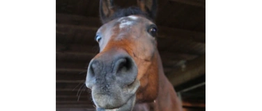 Event-Image for 'PFERDE-KINDER-FERIENKURS Reiten Pfingstferien 26. - 29.05.'