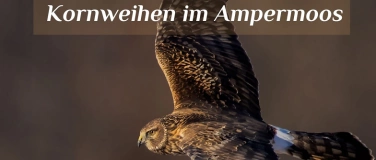 Event-Image for 'Kornweihenführung im Ampermoos'