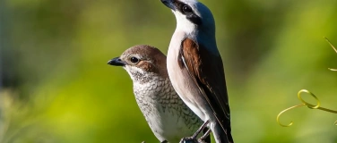 Event-Image for 'Naturkundliche Exkursion von Wisen SO nach Lostorf'