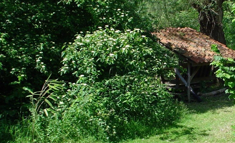 Harald Wedig: Bäume & Menschen – Waldgarten-Workshop St. Wendel