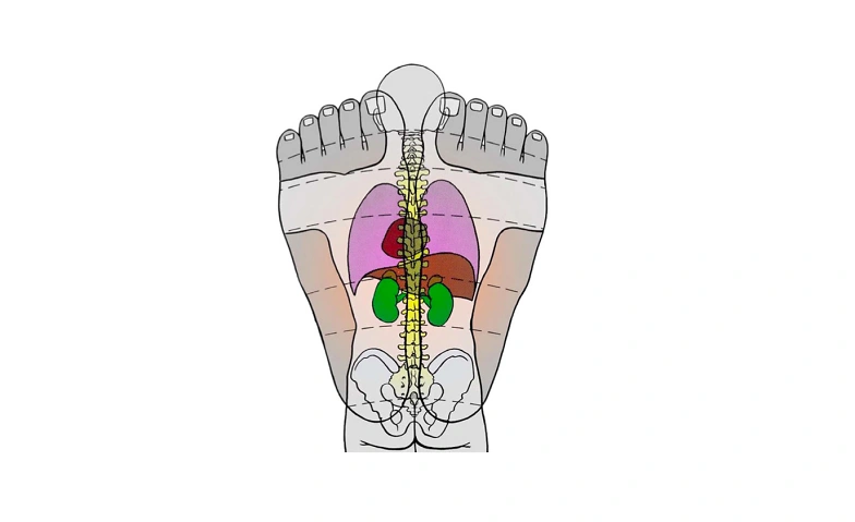 Event-Image for 'Fußreflexzonenbehandlung lernen - Sommerkurs'