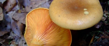 Event-Image for 'Pilze im Fokus: Einführung in die Pilzkunde'