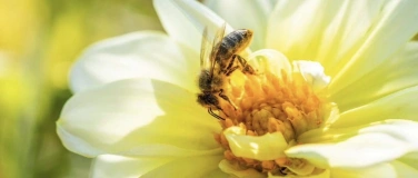 Event-Image for 'Infotage Bienenfreundliche Pflanzen'