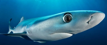 Event-Image for 'Ausstellung "Planet Ozean"'